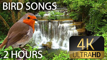 Relax Nature Sounds 2 Hours Waterfalls Bird Songs, Sleep, Relaxation, Meditation, Study