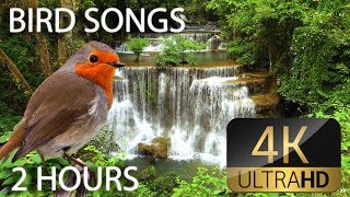 Relax Nature Sounds 2 Hours Waterfalls Bird Songs, Sleep, Relaxation, Meditation, Study