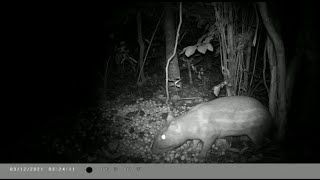 a bicharada apareceu com fome na ceva de pitomba ( cutia , capivara , paca )