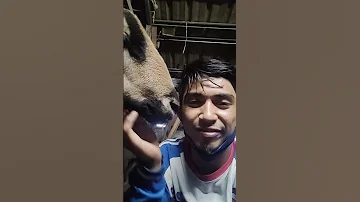 Biri Biri Babardos Blackbelly Sheep 