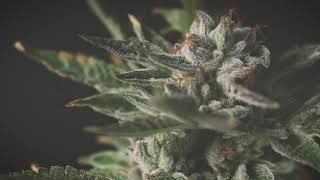 Club 420, Le plus grand club de Fumeurs de Cannabis d'europe