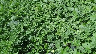 Watermelon Garden Update August 10th 2018