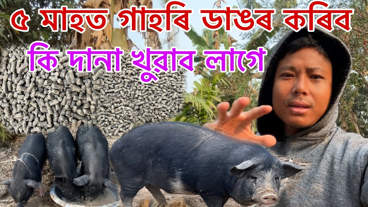 ৫ মাহত গাহৰি ডাঙৰ কৰিব কি দানা খুৱাব লাগে !! Pig farming in Kokrajhar 
