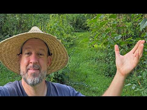 A walk through the Summer Food Forest (For those with ADD)