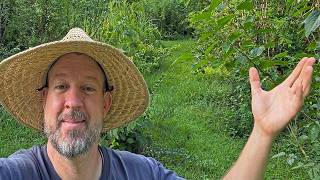 A walk through the Summer Food Forest (For those with ADD)