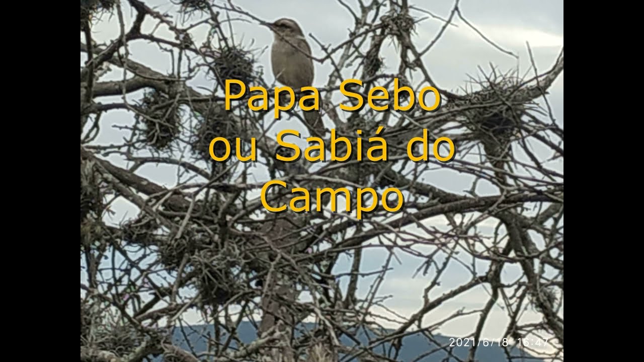 Papa Sebo ou Sabiá do Campo