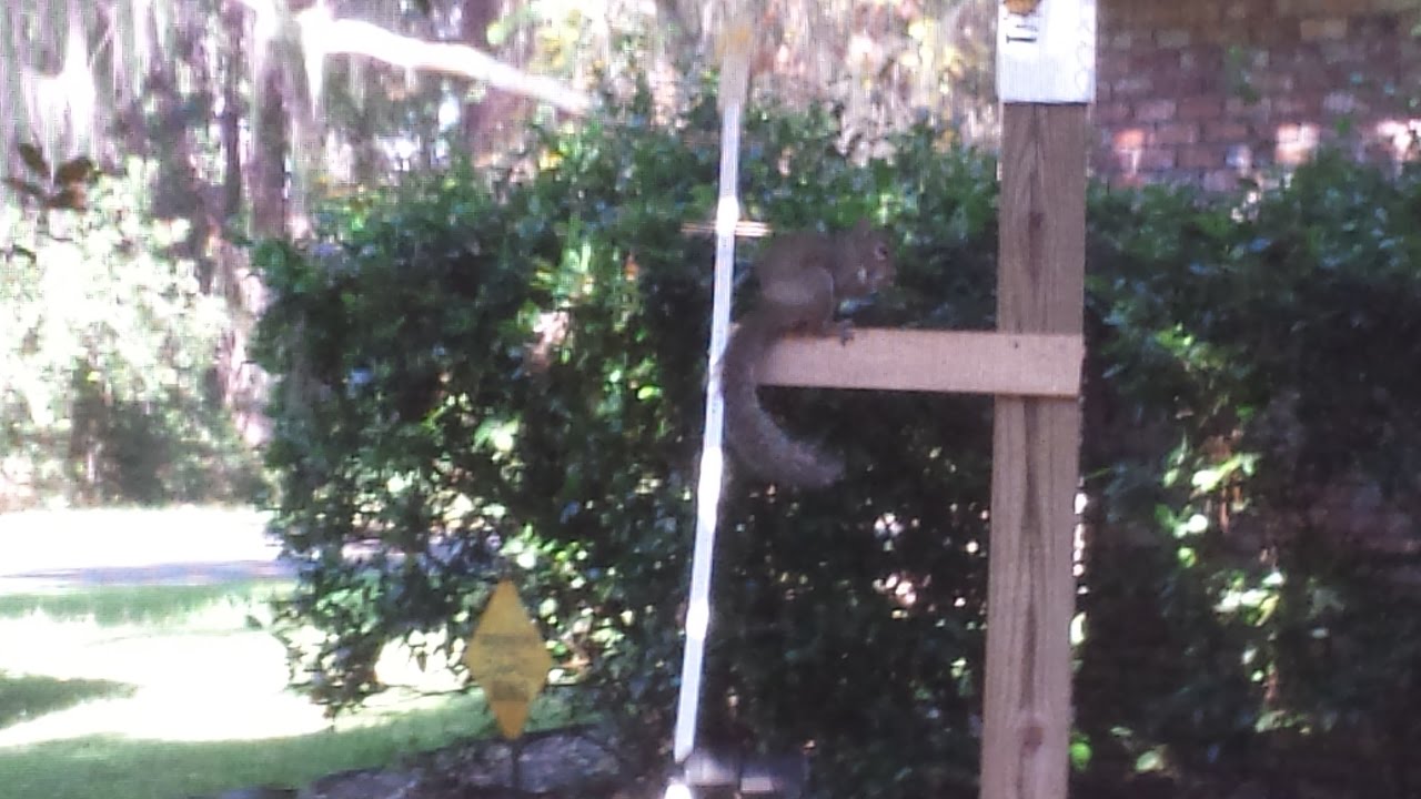 Twirl A Squirrel Youtube