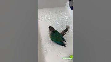Does your green cheek conure take bath like ours?