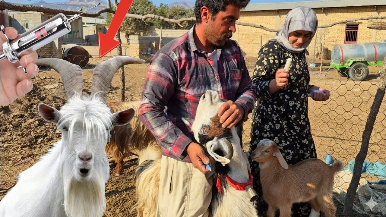 ❤️ Village Life | Caring for Sheep 🐑✨ Vaccination & Feeding 🌿✨