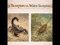 Water scorpion Vs Scorpion