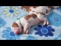 Irish Red and White Setter puppies - 1st week の動画、YouTube動画。