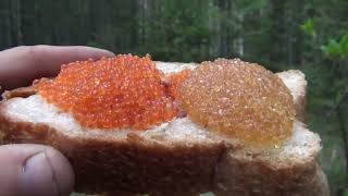 2 Часть - Таежный РАЙ в Тайге -  Икра Щуки Икра Хариуса Сагудай Хариуса Бурундук Девственная тайга