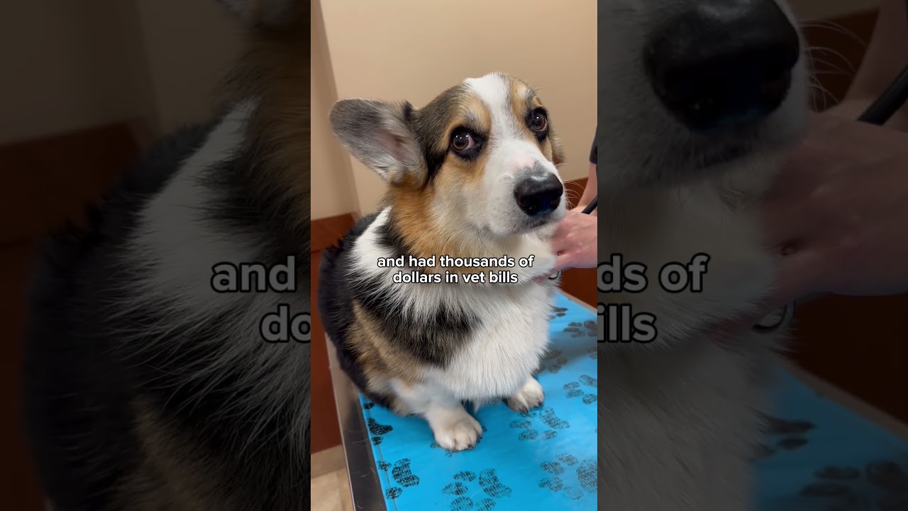 Why pet insurance is worth every penny