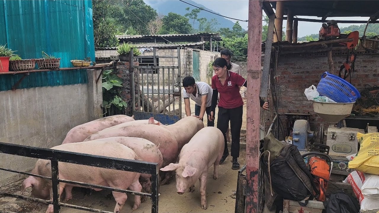 selling pigs,Reach 120 kg /@ThoaRurallife  #74