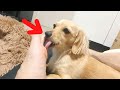 Cute dog that heals just by looking at it.【Dachshund】