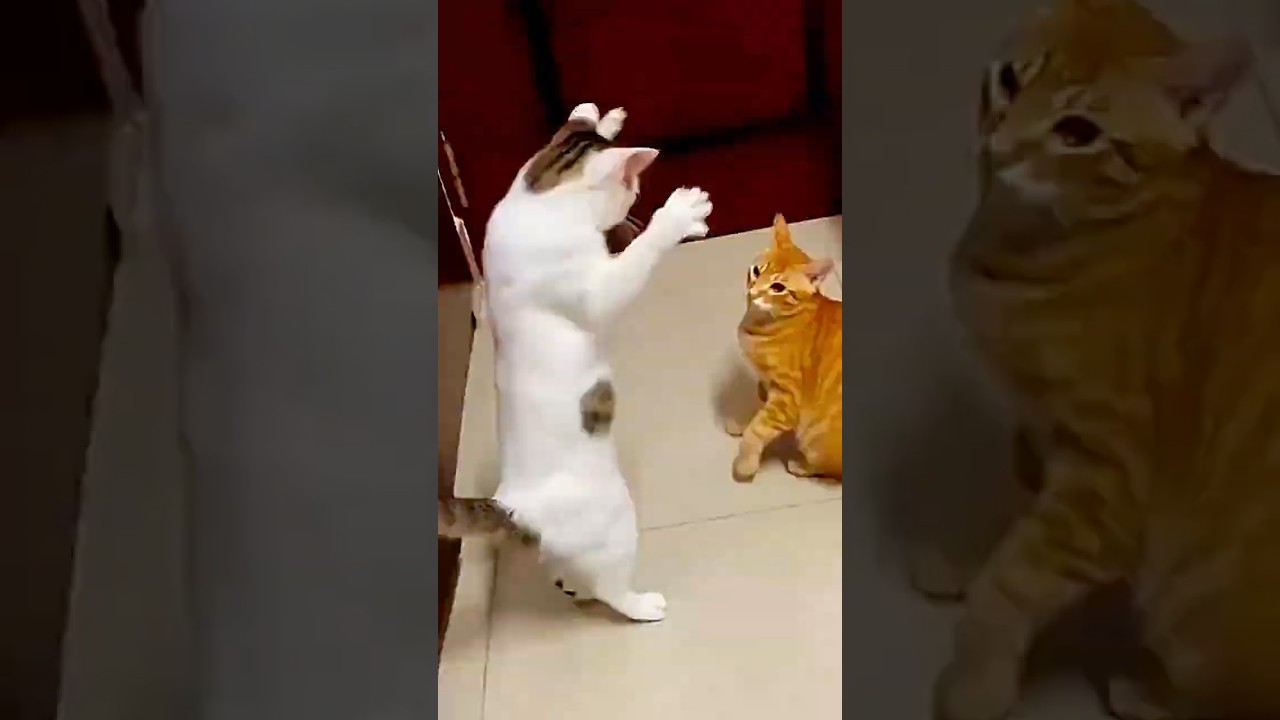 У этой кошки большая проблема 