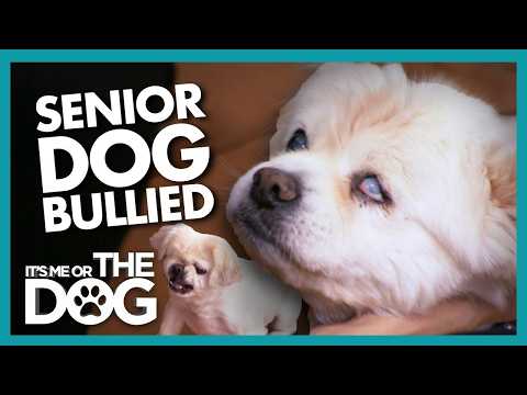 Old Dog Struggles As Family Battles To Change His Behaviour | It's Me or The Dog