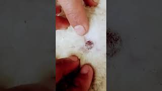 care #sheepbreeding #sheep365 #sheep #sheepfarming ###please like  share subscribe