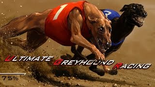 Ultimate Greyhound Racing - Multiplayer Arcade Game - CasinoWebScripts screenshot 3