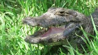 Yacare Caimans of South America with PINK TONGUES in Fabulous Exhibit with Turtles Alligator Adventu