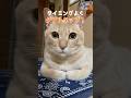 Double Tap Beat！#DoubleTapBeat#ちゃちゃまる #cat #catvideos #猫#shorts#虹深ぬふ