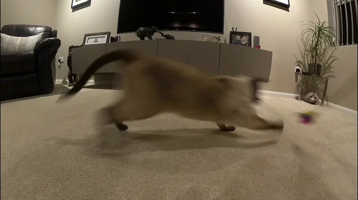 Watch the video about Charlie test drives his new cat toy. Chocolate point Siamese play time