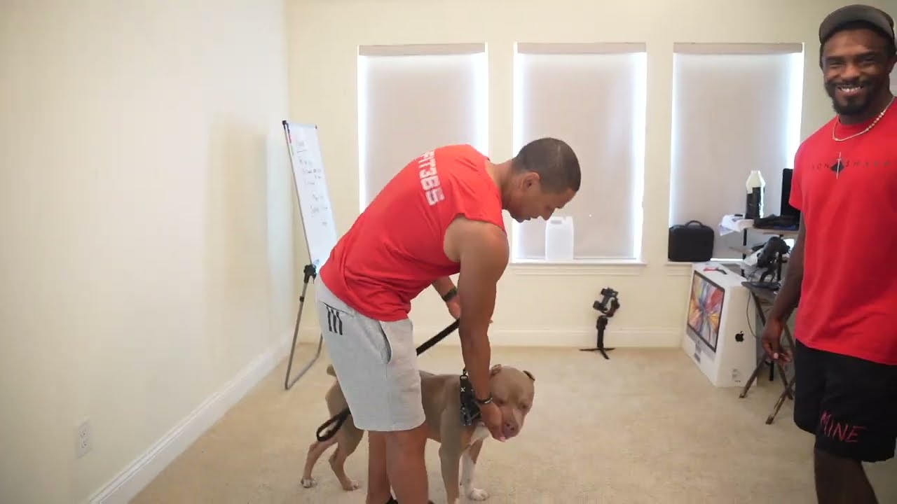 Fading The Lure (Dog Treat) On Down Command