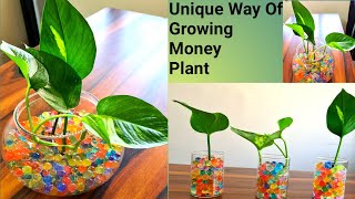 Grow Money Plant Cutting in a Unique Way | Orbeez (Water Balls )