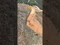 عمل طريق ف جبال
