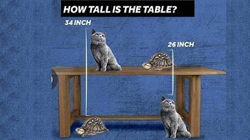 How tall is the table | Table Tortoise and Cat Puzzle Answer