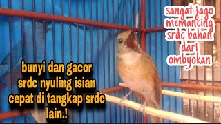 langsung ribut.! srdc jago memancing emosi srdc lain, srdc nyuling isian, sikatan rimba dada coklat