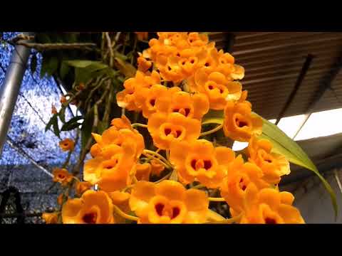 Ngắm hoa lan - phi điệp vàng - long nhãn dây