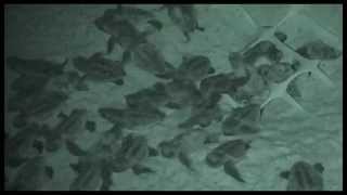 Loggerhead Sea Turtle Nest