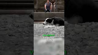 Dog Waiting For Its Owner