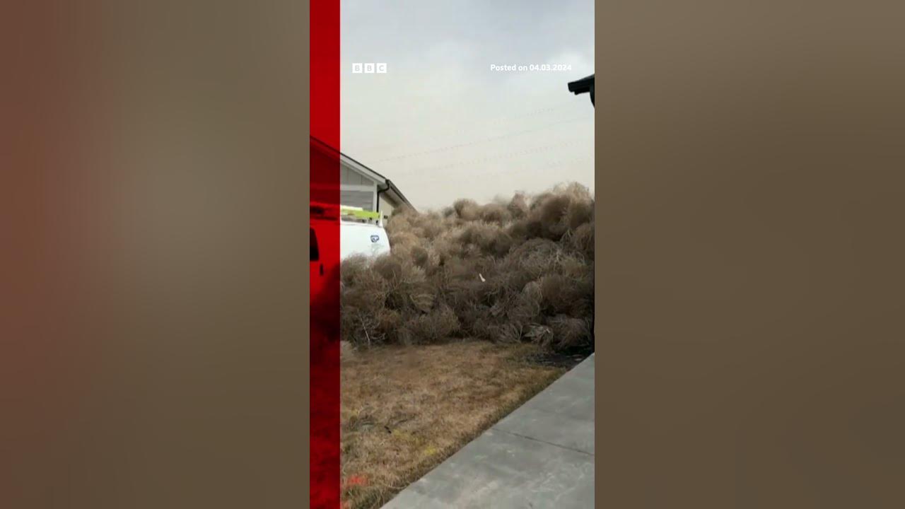 High winds in Utah and Nevada have brought with them thousands of tumbleweeds. #Shorts #BBCNews