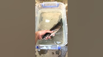 nuôi thêm con cá lóc cảnh mà màu ngộ quá #pet #animals #fish #channa #yellowsentarum #baopet #shorts