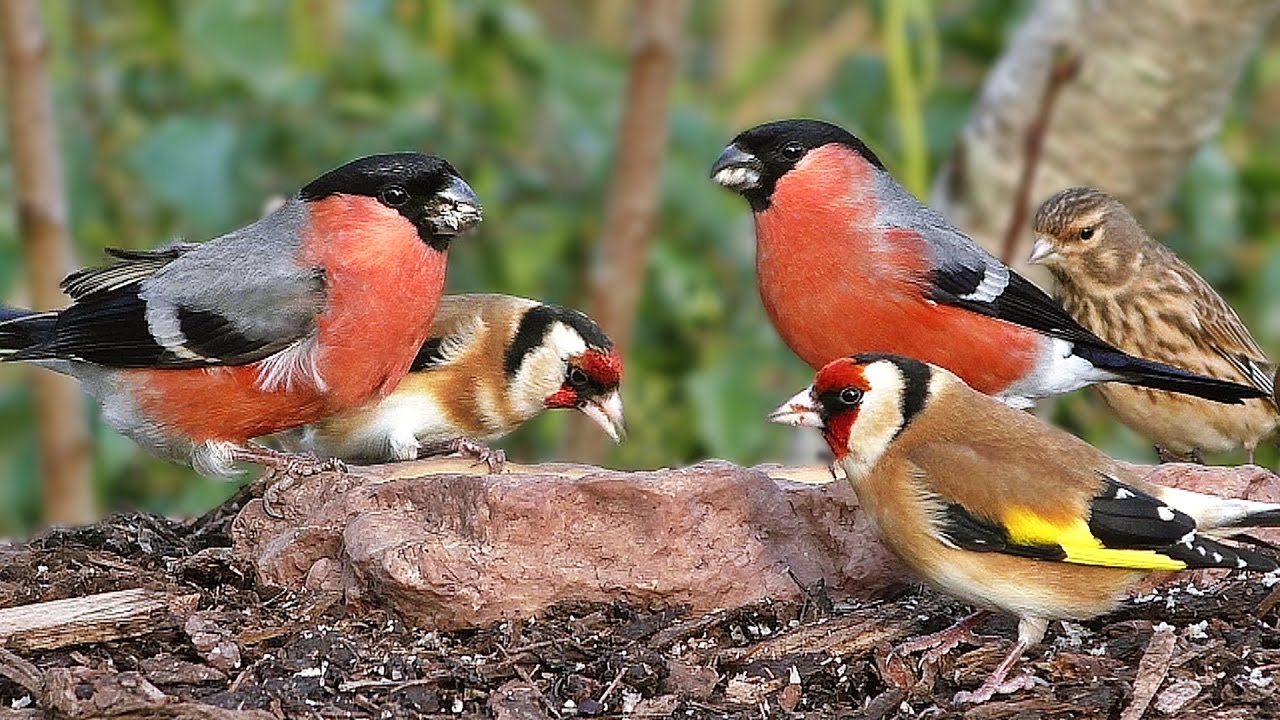 Oiseaux du Jardin - YouTube