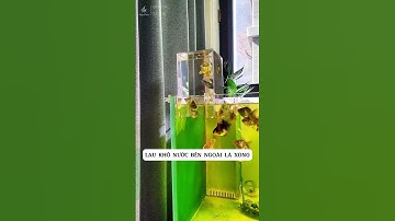 Độc Đáo Bể Cá Úp Ngược Box Acrylic Vooline #becathuysinh #beca #thuysinh