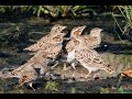 Torqehs Song Genera Mast Hizardastan Shakhdar Irani Torqeh Afghani Rusi آواز انواع طرقه 