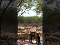 Life At Kutch | Travel Diary