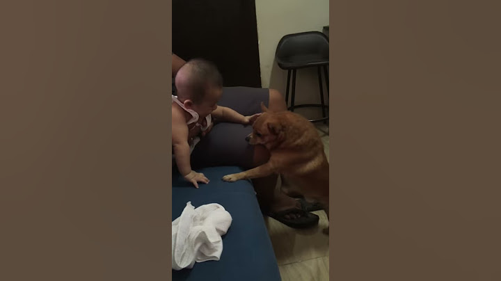Gab’s dogs: Chida 2