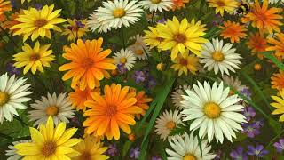Growing Rose,Flower, No Copyright, Copyright Free Video, Motion Graphics, Background Videos 1 screenshot 4