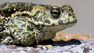 Dissecting Frogs: A Gateway to Human Anatomy