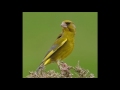 Canto verderon - greenfinch singing - chant de verdier