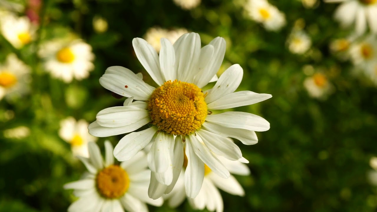 Flower hunt - Ox-eye daisy 🌼