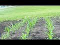My 2026 Garden