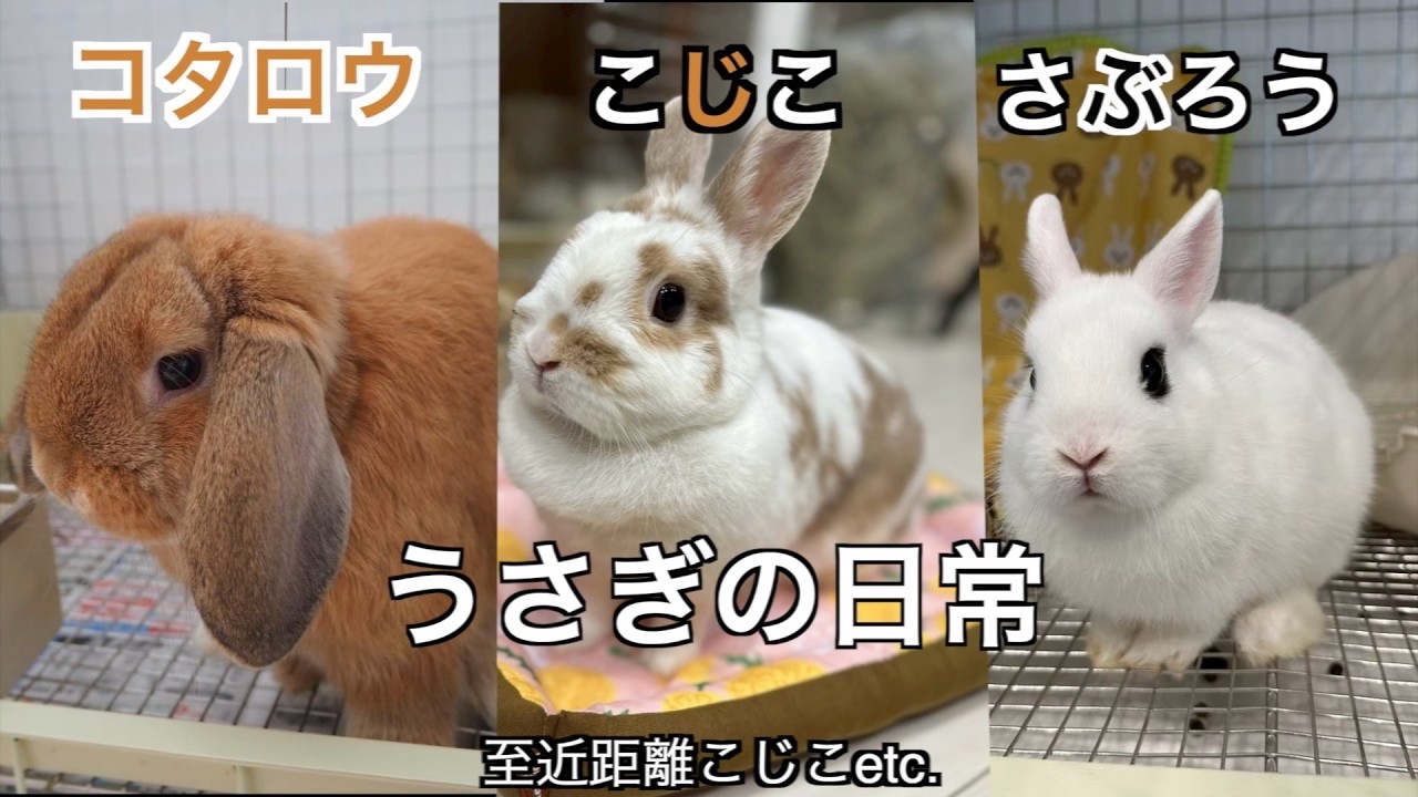 うさぎちゃん2 58うさぎの日常🐰】至近距離こじこなど我が家のうさぎちゃん達の動画