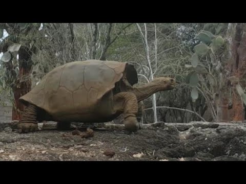 Vídeo: Quantas tartarugas fernandina estão vivas?