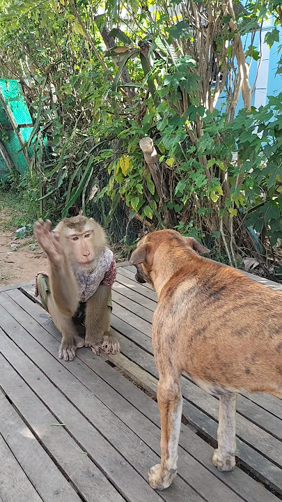 Best SokYaa,OG, ToTo Animals Are So Awesome #shorts