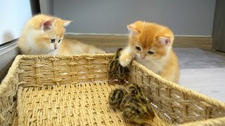 Kittens met tiny chicks for the first time, they were watching over chicks carefully